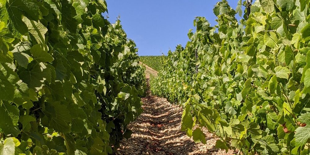 Vignoble des Riceys (2)